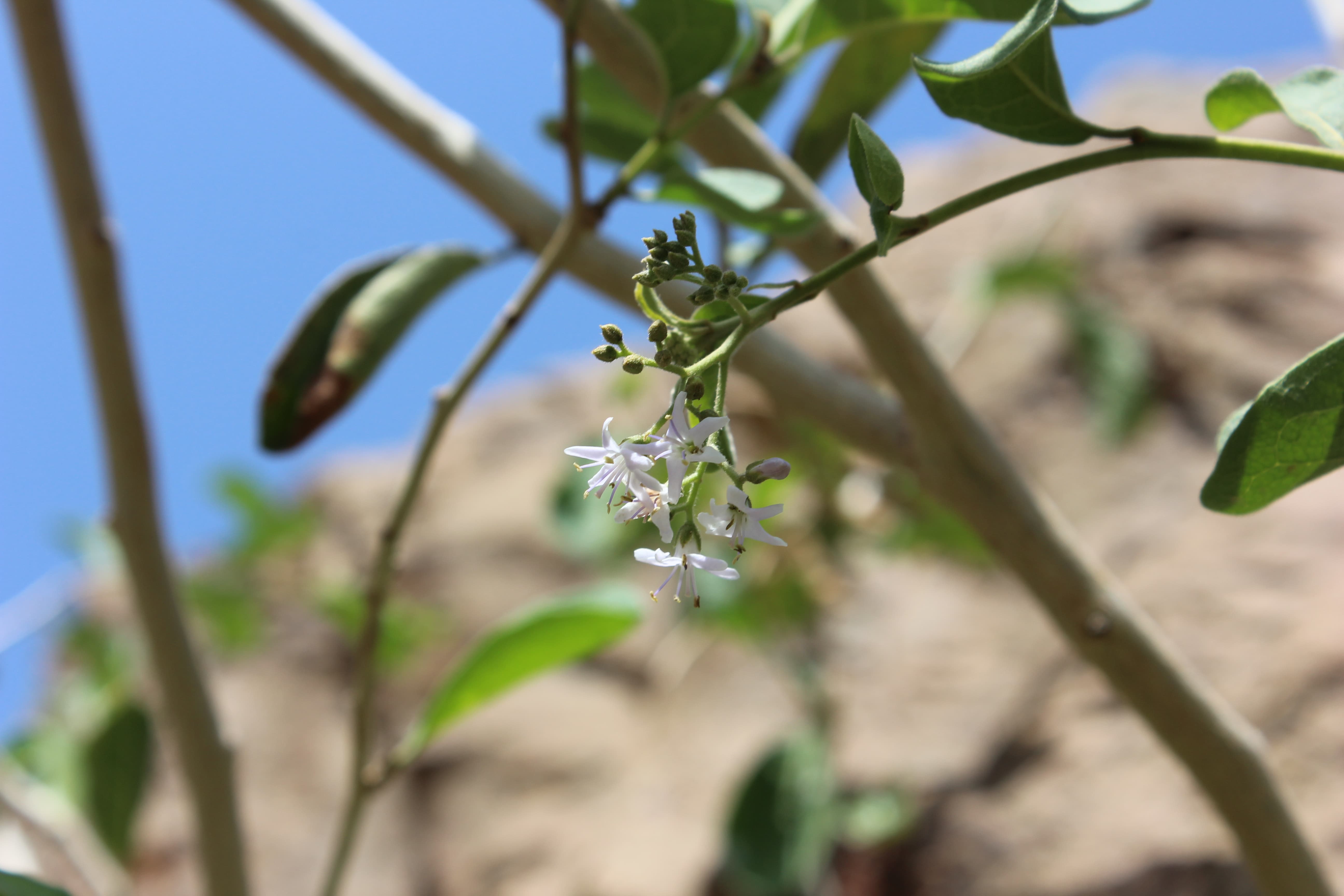 Plant Image